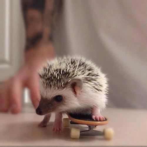 SK8RBOI Hedgehog