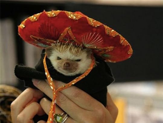 Slightly Miffed Sombrero Hedgehog