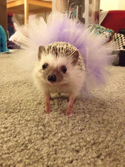 Swan Lake Hedgehog