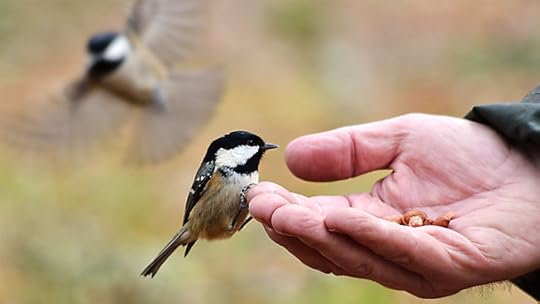 Winterwatch - A coal-tit takes food from a hand