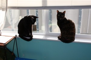 How do you make your Internet presence something that sells books rather than just a succession of pictures of your cats? I've still got slots in this Sunday's class, Building an Online Presence for Writers.