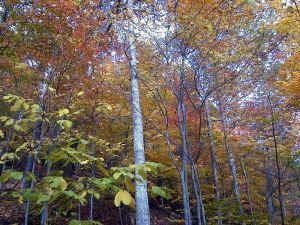 800px-AUT_2862_ForestWander