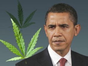 obama-weed