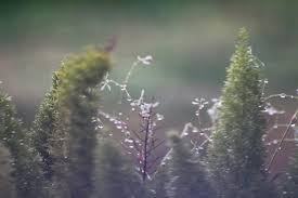 winter rain