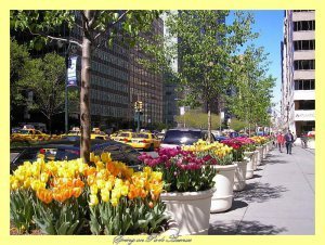 spring_on_park_avenue-8