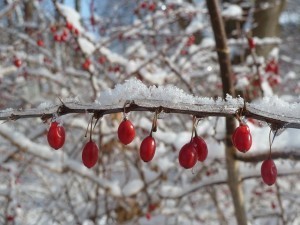 Holly Berries in Snow