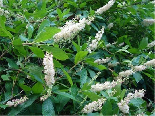 clethra flowers
