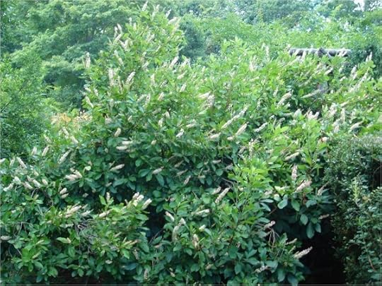Clethra in flower-overall view