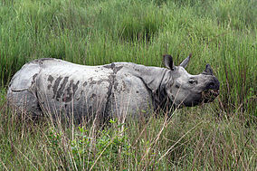 284px-Kaziranga_Rhinoceros_unicornis