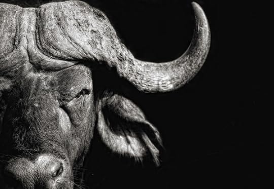 Cape Buffalo (Photo: Keith Connelly)