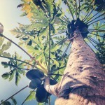IMG_9595 Papaya Tree by Rosa Say