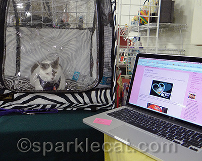 Yes, my human was looking at cat blogs