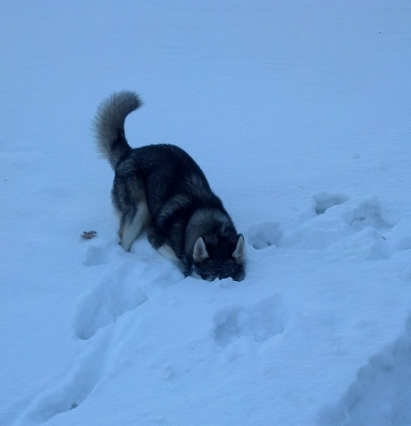 Snowdiving3 2014