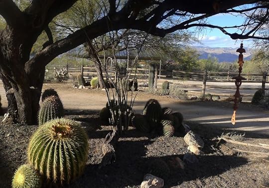 Wind chimes in the mesquite tree