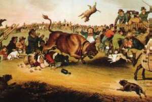 Bull_running