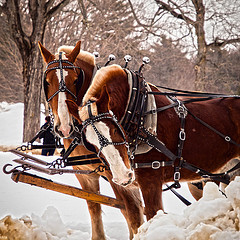 Two Horsepower