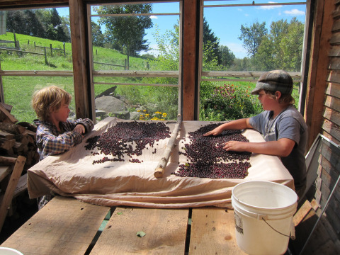 Spreading choke cherries to dry