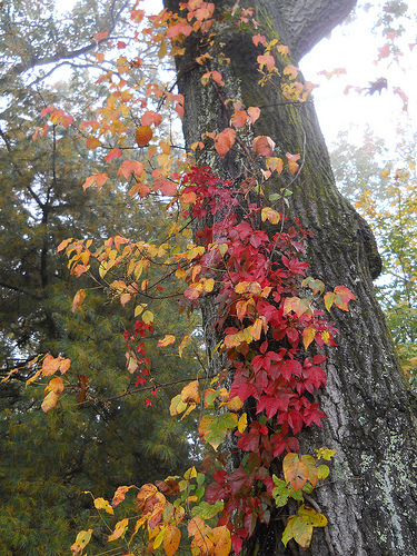 poison ivy and Virginia creeper