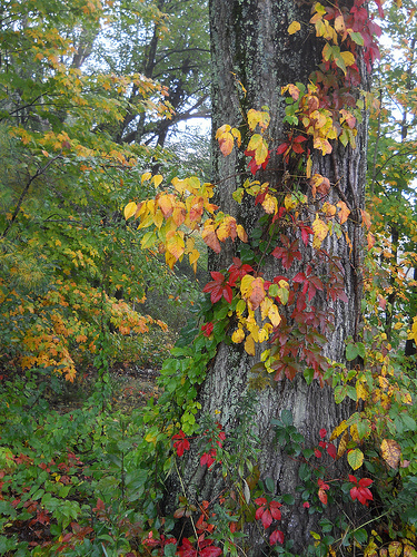 poison ivy and Virginia creeper