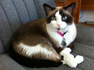 Anya_snowshoe_cat