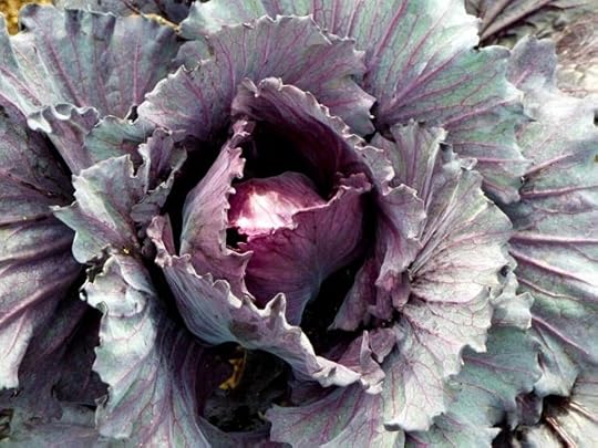 winter-cabbage