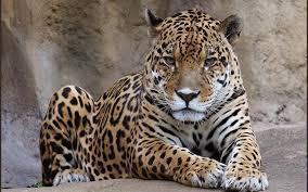 This is also a feline; it will, however, eat your face.