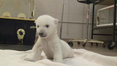Cub's front limbs are much stronger than hind limbs. Image from Toronto Zoo video at https://www.youtube.com/watch?v=OkfEChXa2V0