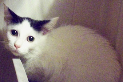 Fanny is one of 18 cats listed in stable condition