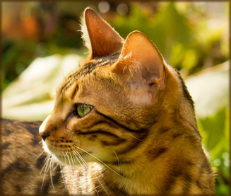 cat in the fall