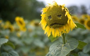 unhappy_sun_flower