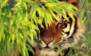 tiger ambush