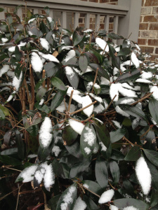 Snow on Bush