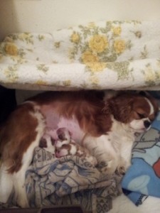 20140128_212653 (263x350)