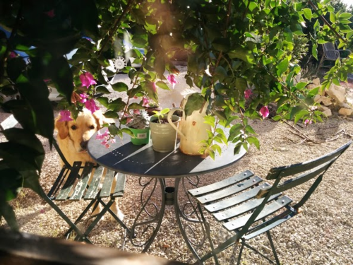 Bougainvillea plant and golden retriever (c) Kristin Espinasse