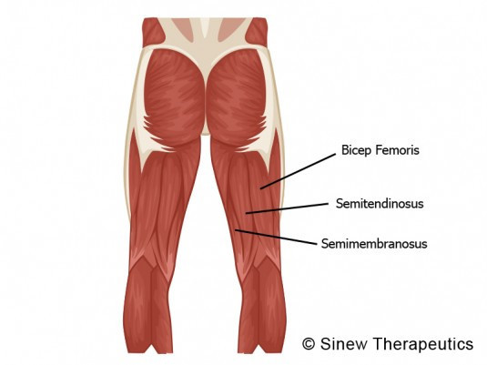 hamstring-muscles