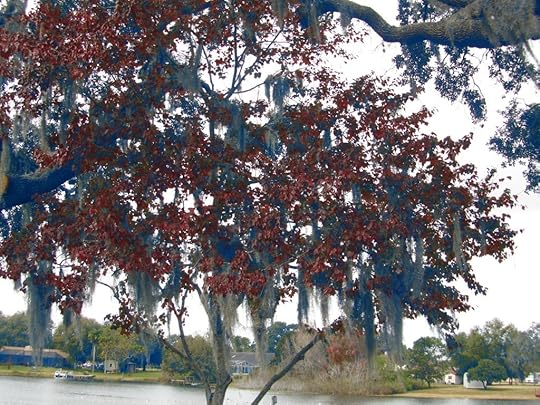 flower bed and red maple tree pic for blog post 1-28-14