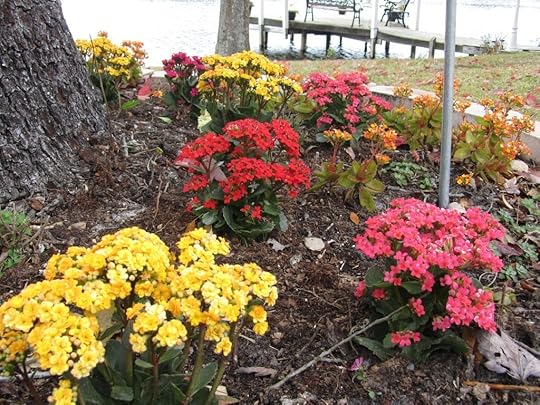 flower bed pic for blog post 1-28-14