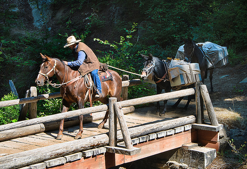 Pack mules can be very stubborn about carrying the burden.