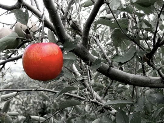 An Isolated Apple Hanging on a Tree - Photo courtesy of ©iStockphoto.com/dsteller, Image #299929