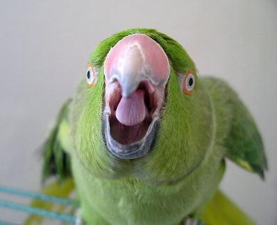 737px-Psittacula_krameri_-angry-6