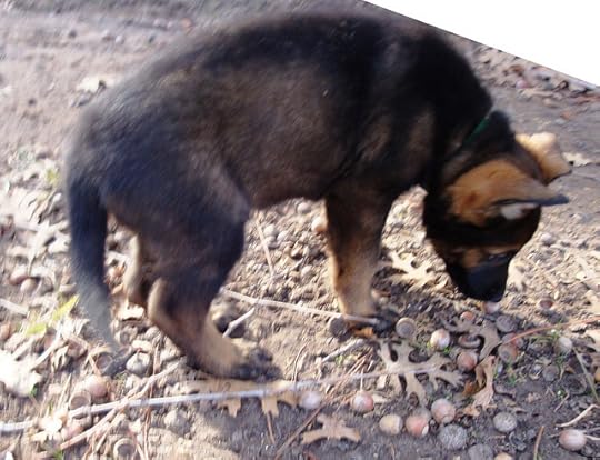 pup-sniff