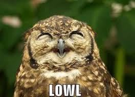 LOWL! I want to hug this owl, providing he didn't peck out my eyes.