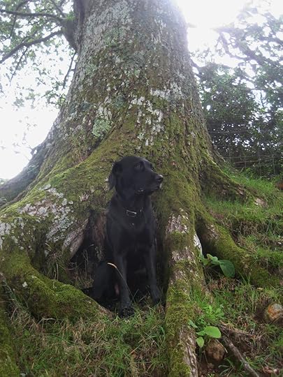 Tilly among the oak roots
