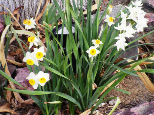 narcissus