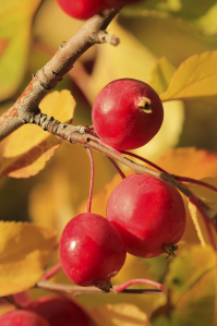 chokecherry fruit