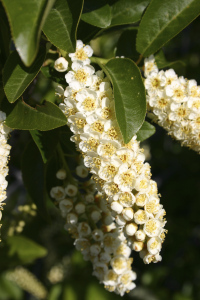 chokecherry blossoms