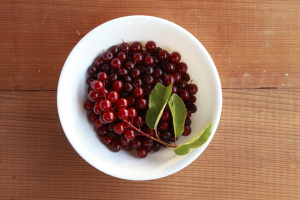 chokecherries in bowel