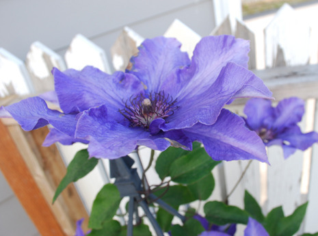 clematis