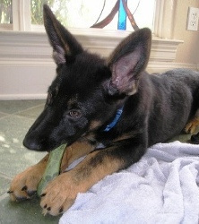 Aww...Magic was a cute puppy!