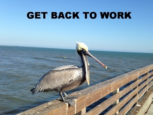 pelican.jpg